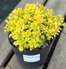 Барбарис Тіні Голд