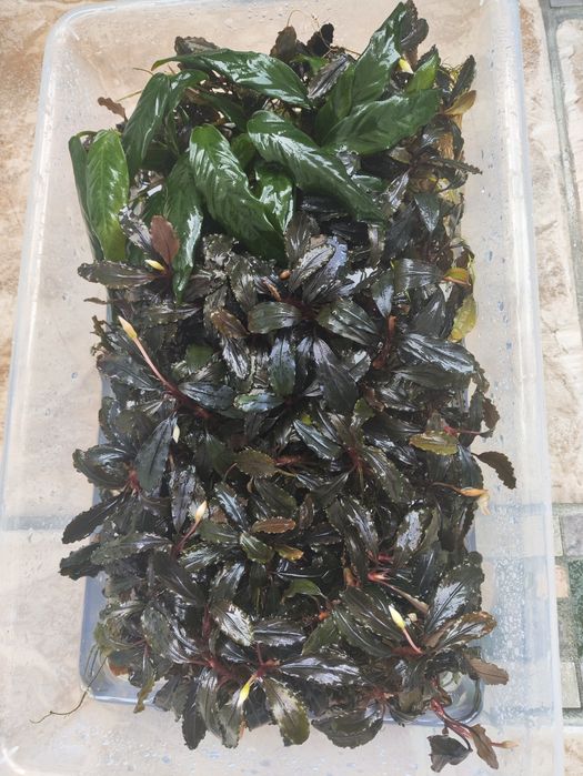 Bucephalandras, anubias Nana, vários tamanhos Promoção!
