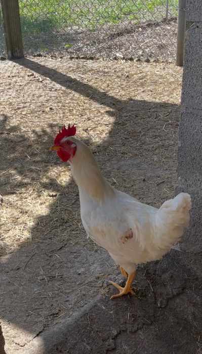 Troco Galo novo por Galinha Poedeira