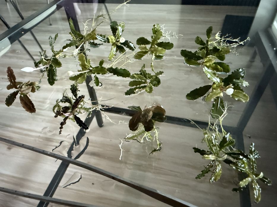 Bucephalandra dekoracja 12 sztuk 5 gatunkow