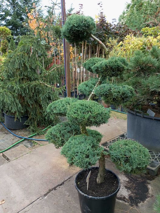 Bonsai z jałowca sprzedam