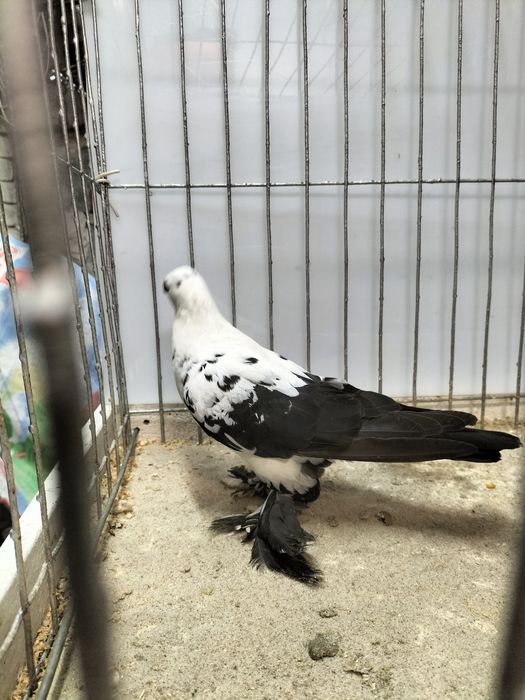 Gołębie ozdobne, motyl warszawski.