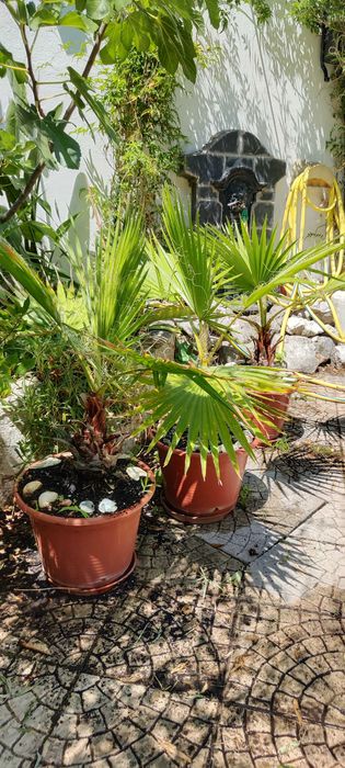 Palmeiras Washingtonia Robusta - vários tamanhos e unidades | Palms