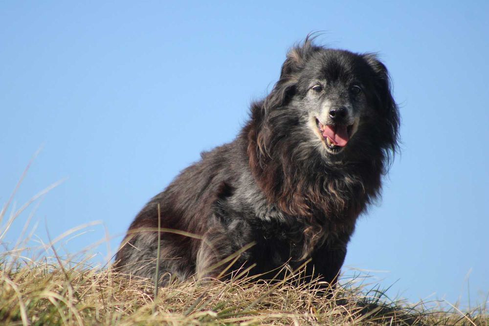 Mapety 2 półdzikie psiaki PEJA  BOBI adopcja schronisko