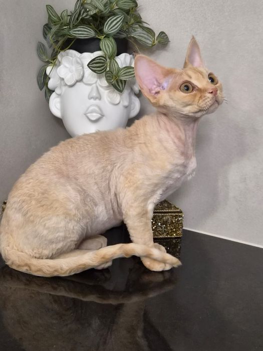 Devon rex, piekny kocur devon rex, FPL, FIFE