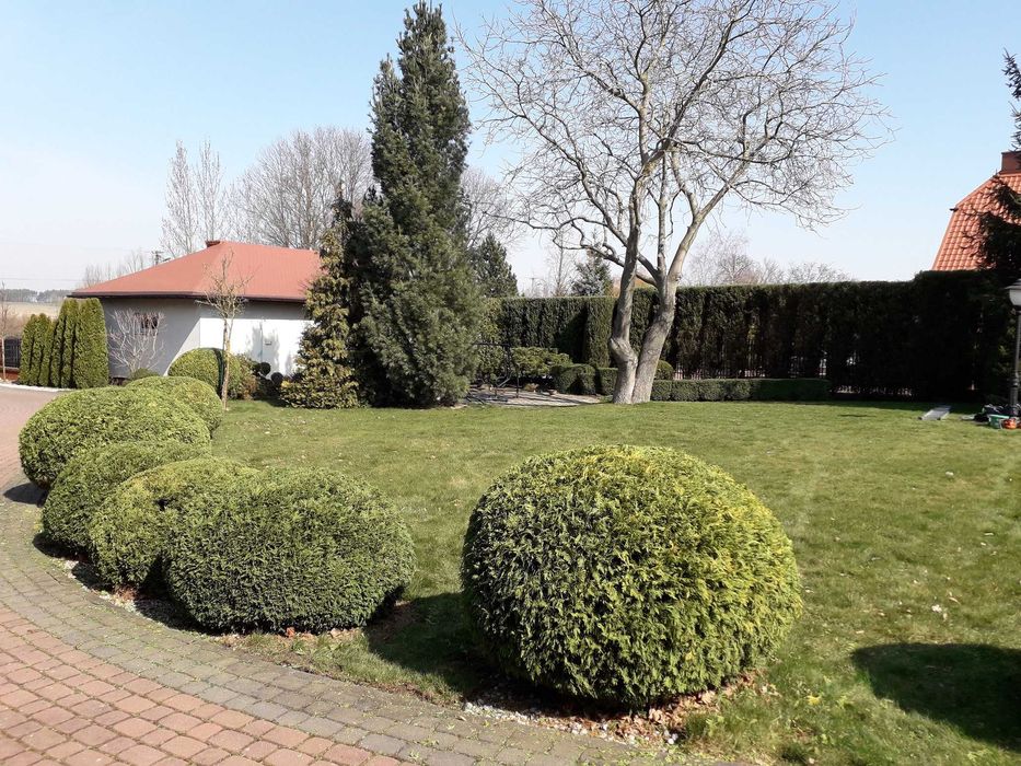 cięcie żywopłotów Formowanie krzewów ozdobnych pielęgnacja ogrodu