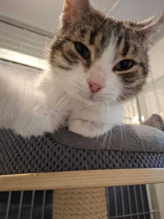 Verona o oryginalnym futerku czeka na dom w częstochowskim schronisku