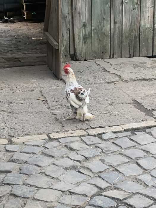 Кури лилипути бентамки