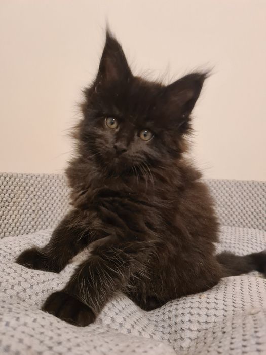 Czarno czekoladowy kocurek