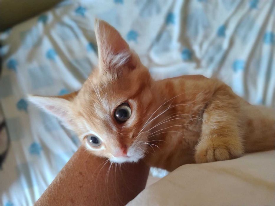 Віддам в добрі руки котиків