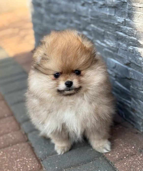 Szpic Miniaturowy Pomerania