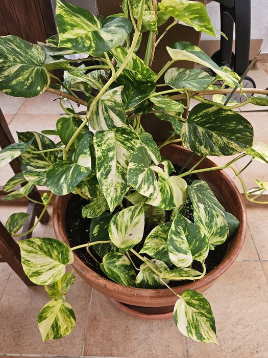 Diversas plantas