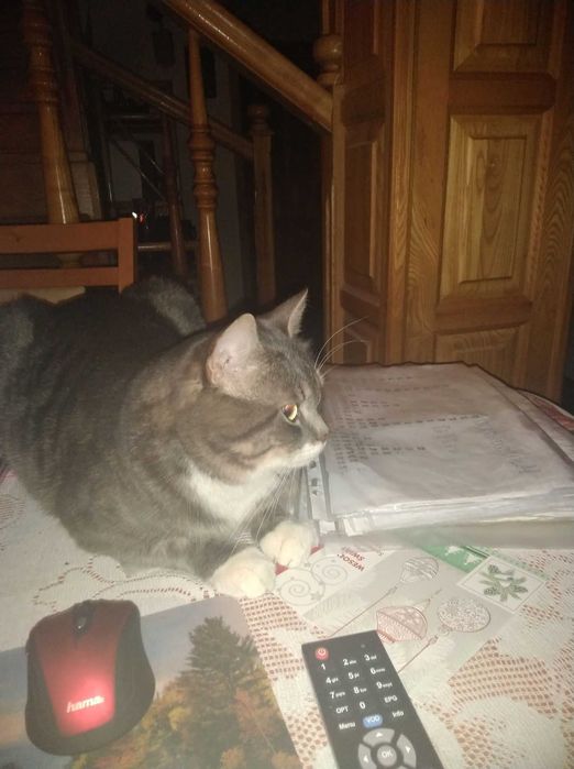 Zaginął kot o imieniu Maciuś - nagroda 1500zł!