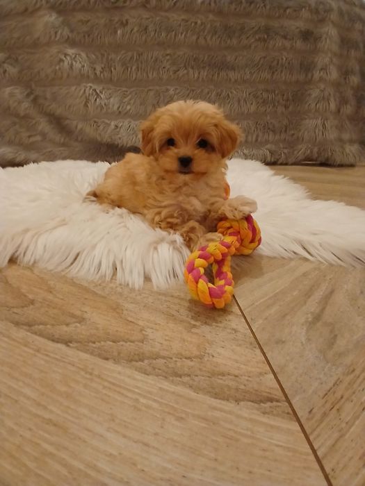 Maltipoo F1 Luna xxs sunia
