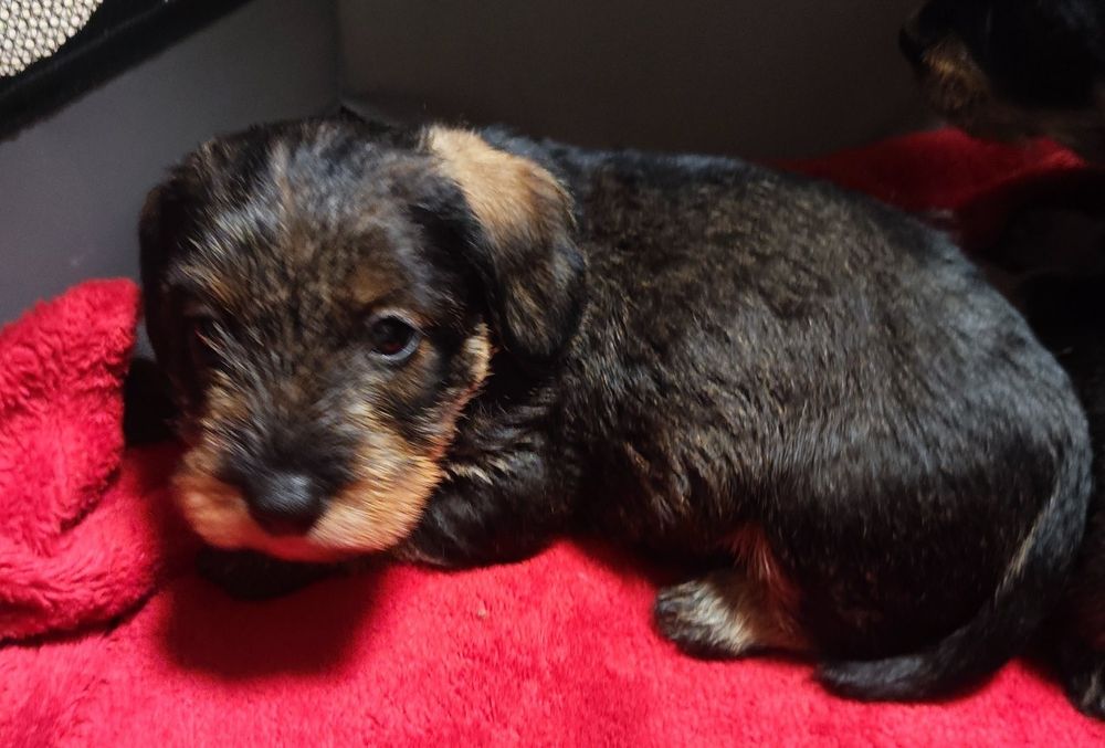 Jamnik szorstkowłosy