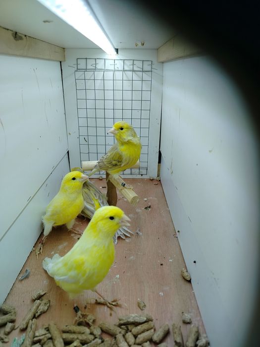 Kanarki samce młode