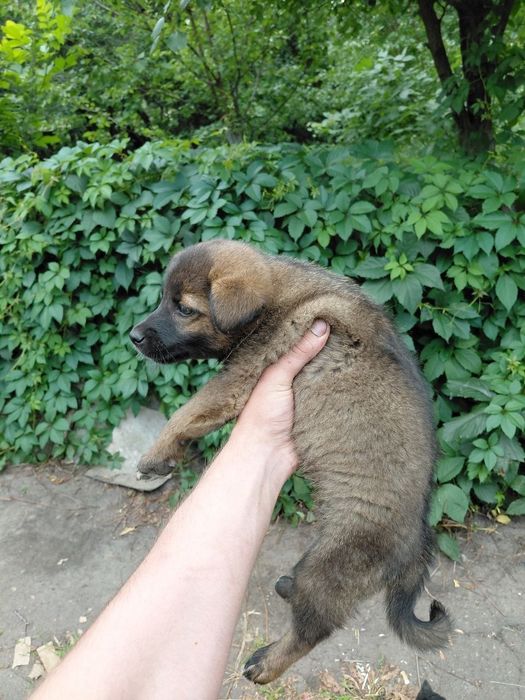 Цуценят в хороші руки