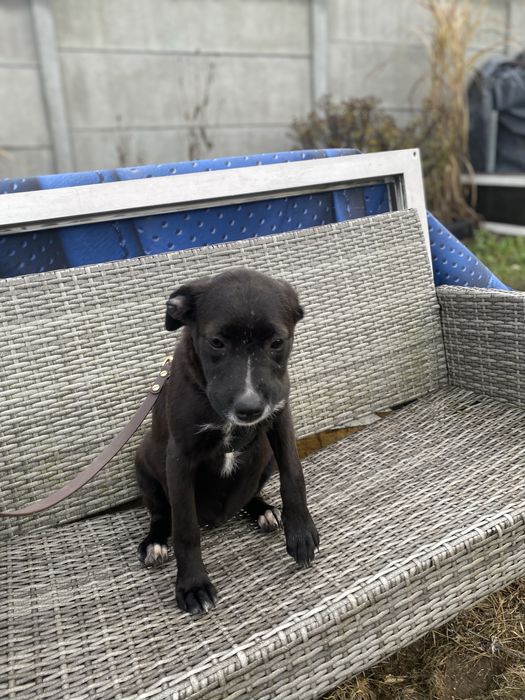 Suczka w typie wyżła do adopcji 4-5 miesięczna