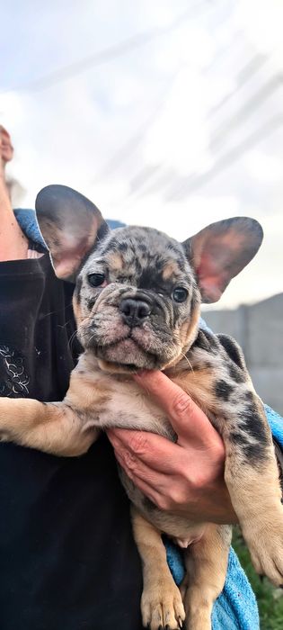 Французский бульдог Блу Мерле тан