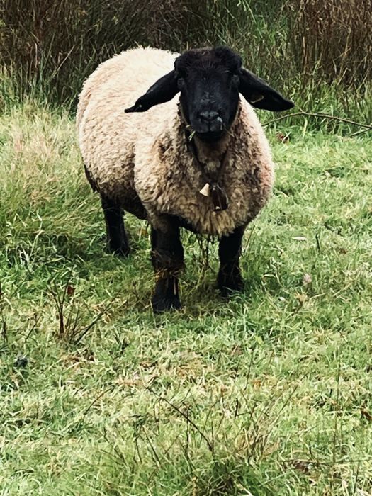 Ovelha sulfock ……..