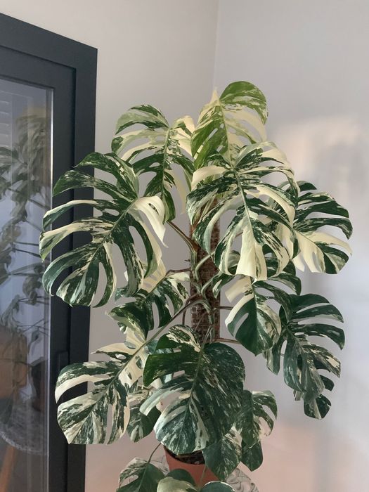 Monstera Variegata Grande. Novas imagens.