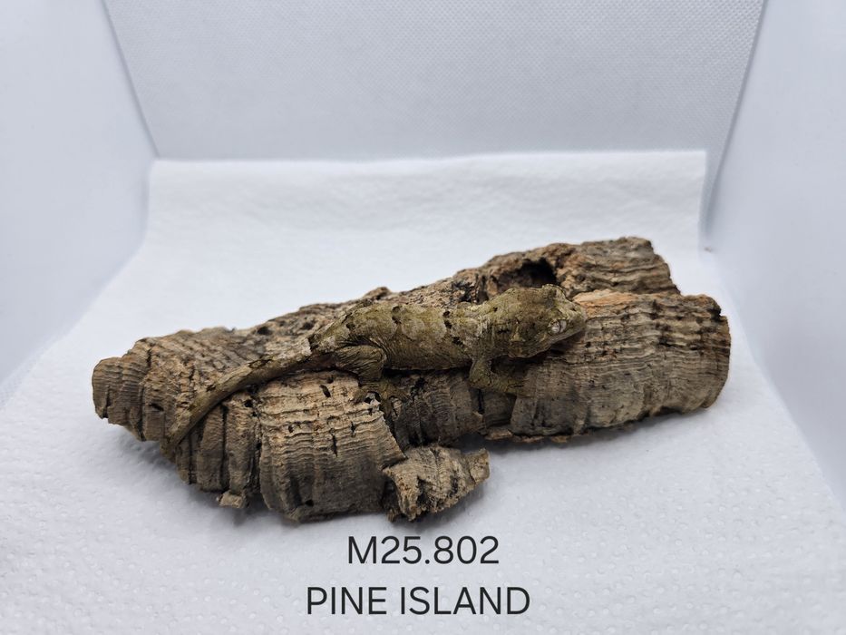 Gekon nie orzęsiony