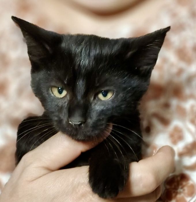 Котенок 2.5 и 3,5 мес кошечка котята черная кішечка чорна кошеня