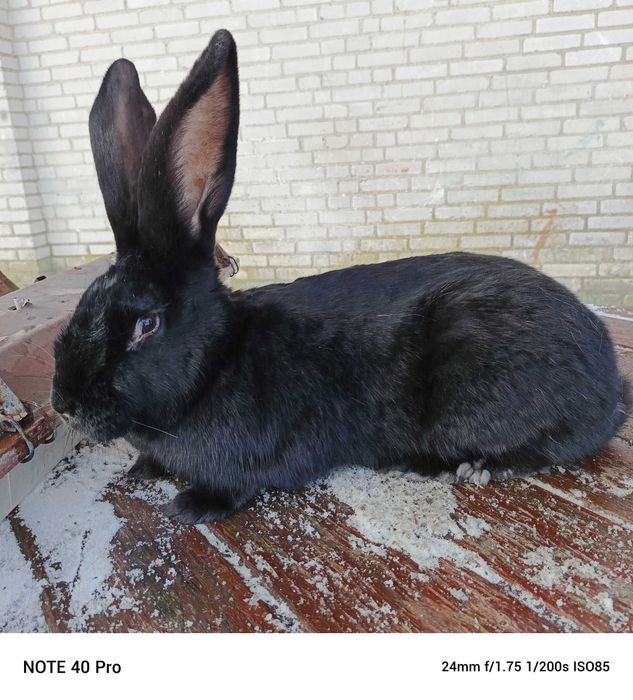 Sprzedam krole belgijskie samice