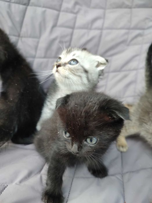 Кошеня шотландське, кішечка висловушка