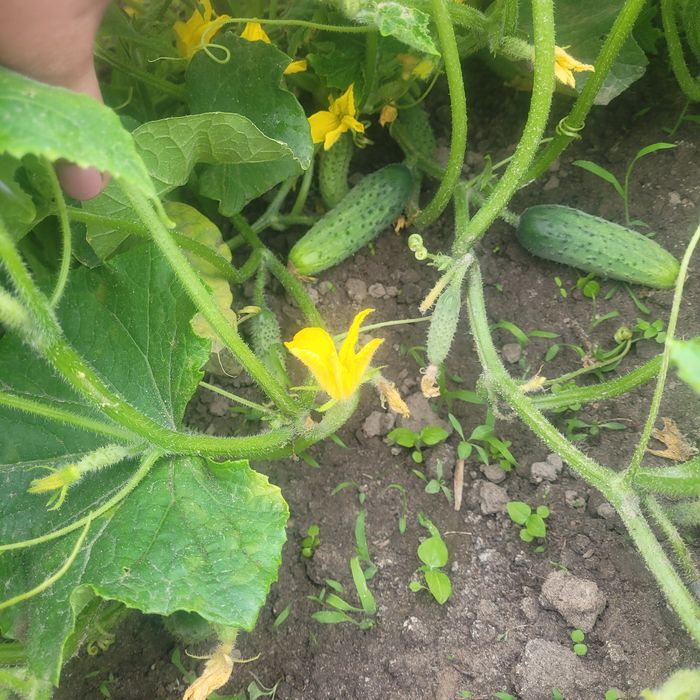 Ogorki gruntowe śremskie