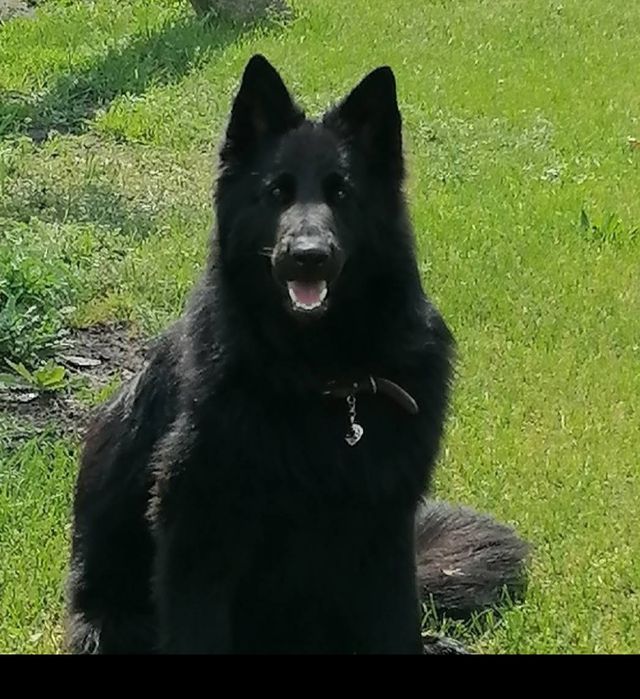 Czarne owczarki staroniemieckiego suczka