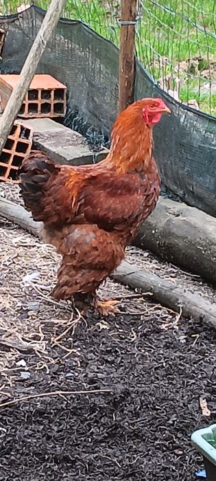 Galos brahamas e Ovos