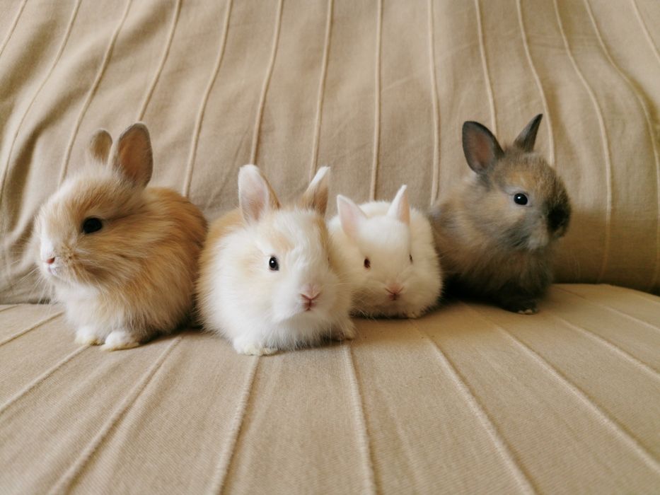 KIT Coelhos anões mini holandês e minitoy muito dóceis
