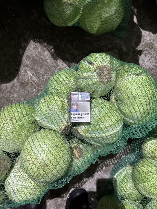 Продам Капусту «Агрессор»