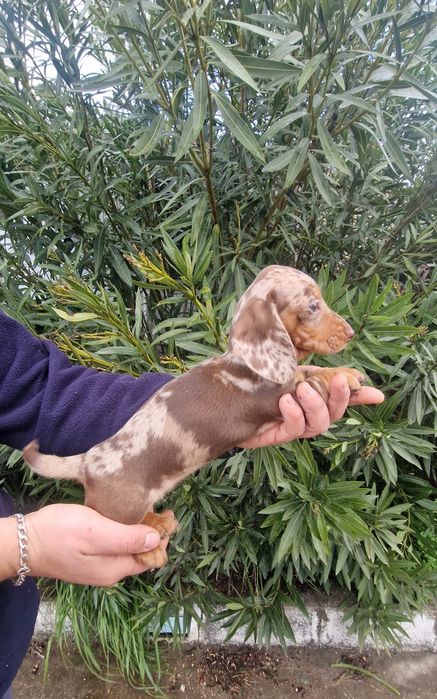 Teckel Choco Merle Fêmea