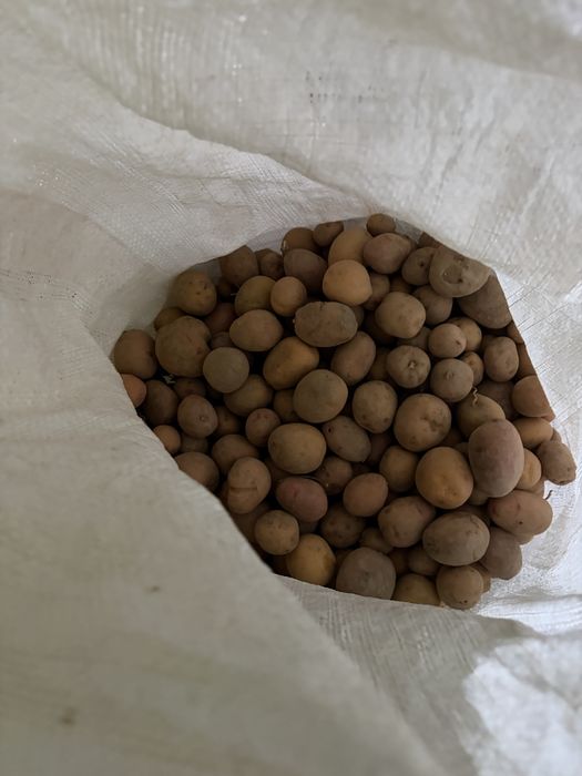 продається дрібна картопля