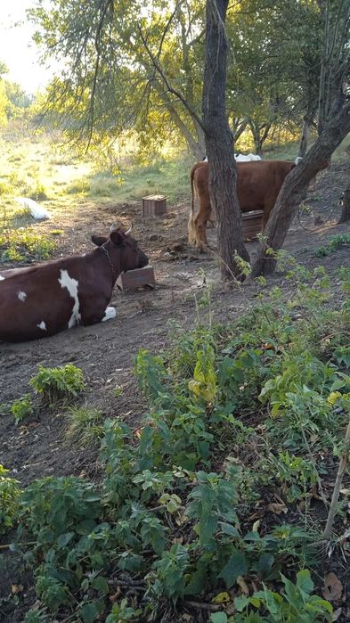 Продам 2  молодих корови,тільну та не тільну.