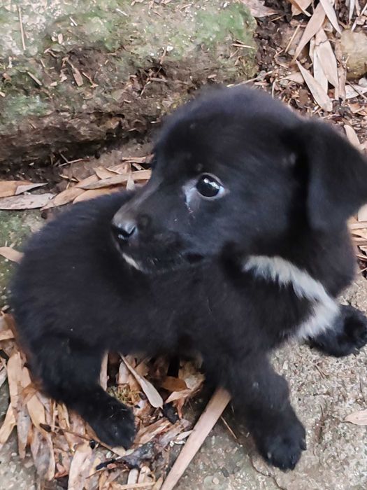 cachorrinho macho Augusto para adoção por quem vacinar, tiver espaço,etc.