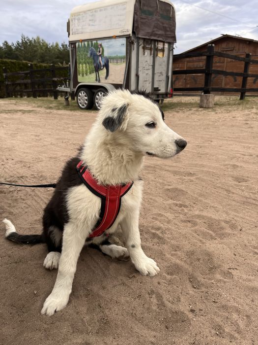 Border Collie Sami