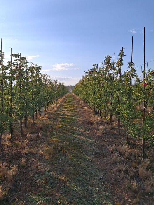 Sprzedam Działkę Rolną 2.78 ha