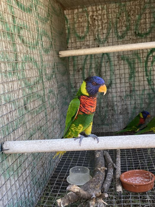 Casais Loris arco iris 2025