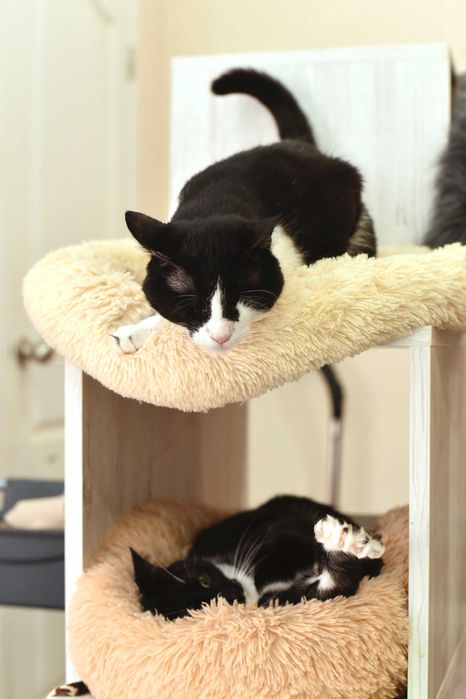 Жора, кот с тяжелой судьбой