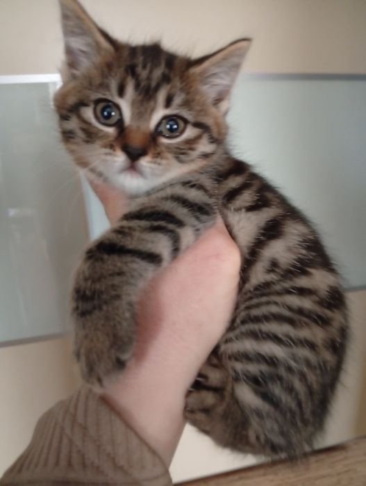 Котенок Британский (девочка)