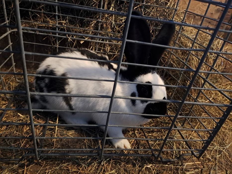 Samica królik Olbrzym Srokacz Niemiecki samiczka
