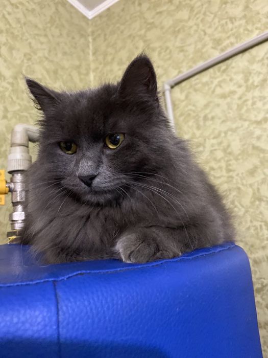 Котята порода Нибелунг
