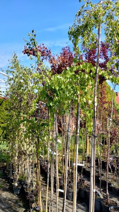 Drzewa ozdobne szczepione