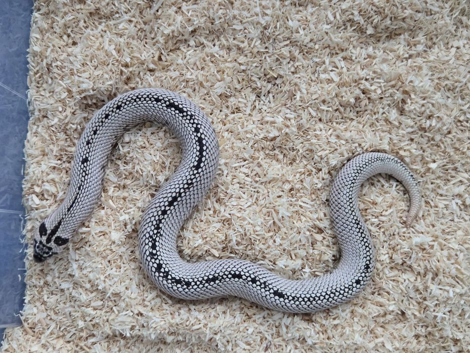 Samica Heterodon nasicus zachodni Super Arctic Super Conda het albino