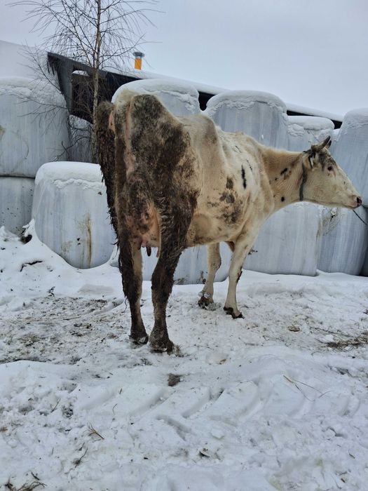 Krowa wysokocielna hf