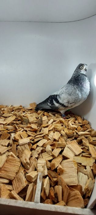 Szek, szeki, krotkodzioby polski, szymel