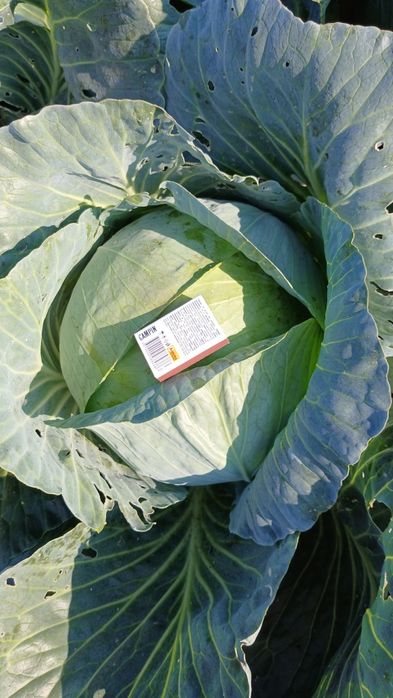 Продам капусту білокачанку. Сорт Агресор.